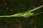 Asian shortstem sedge